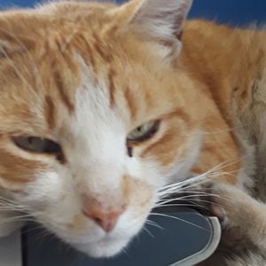 Meet your Posher, Hermilo